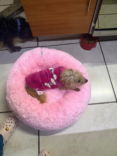 Customer photo review of Funda Original para Cama Antiestrés para Perros