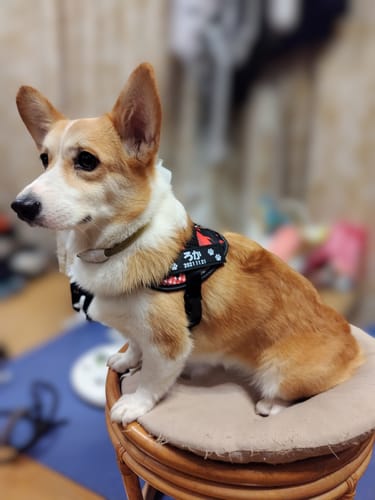 Customer photo review of FunFunPet 高機能ハーネス（お名前タグ作成サービス付き）