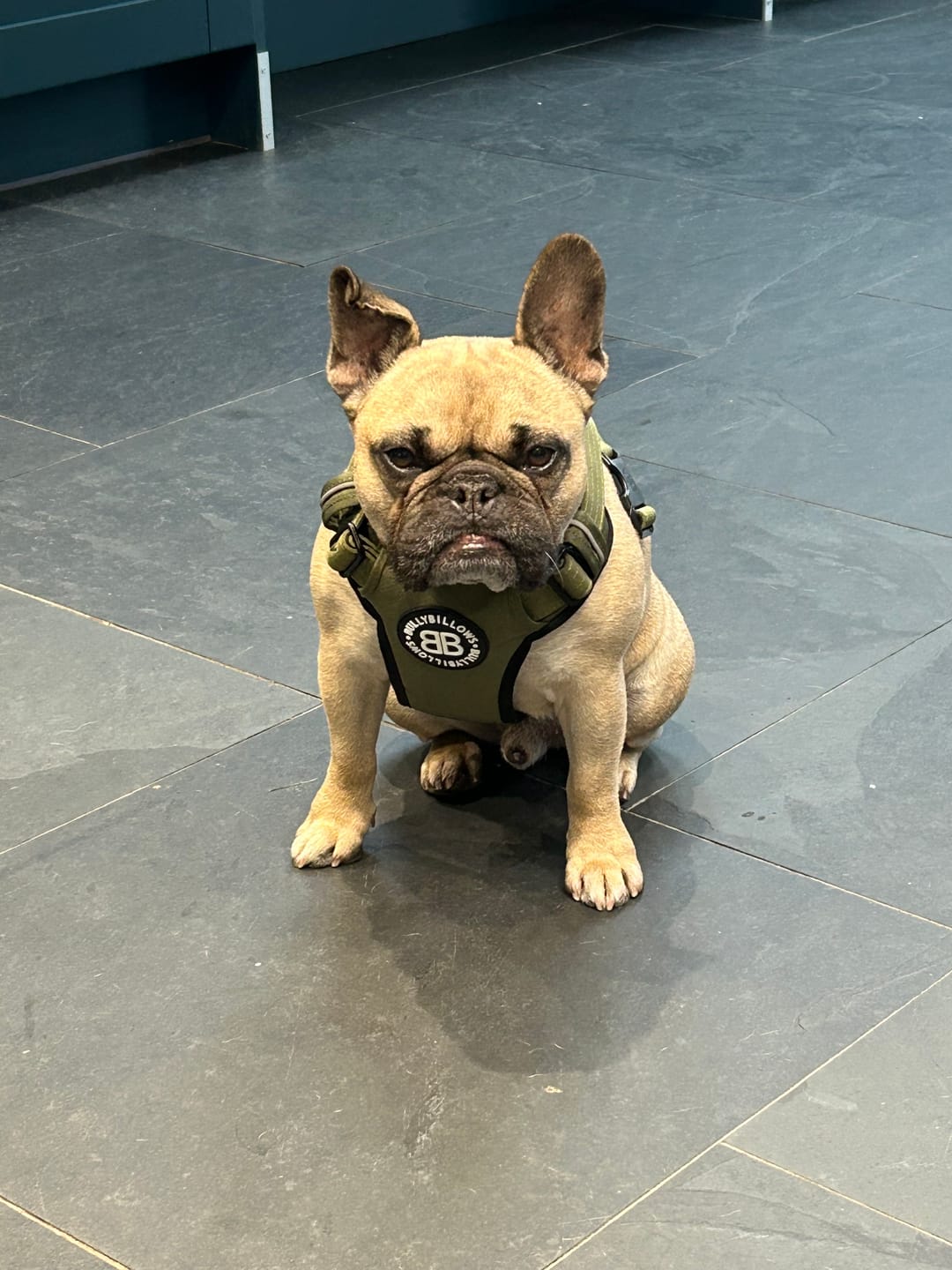 Customer photo review of Comfort Premium Harness | Non Restrictive - Khaki
