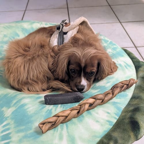 Customer photo review of 10-12 Inch Braided Collagen Stick