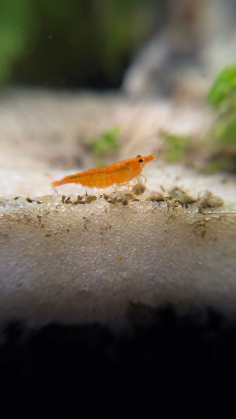 Customer photo review of Orange Sunkist Shrimp