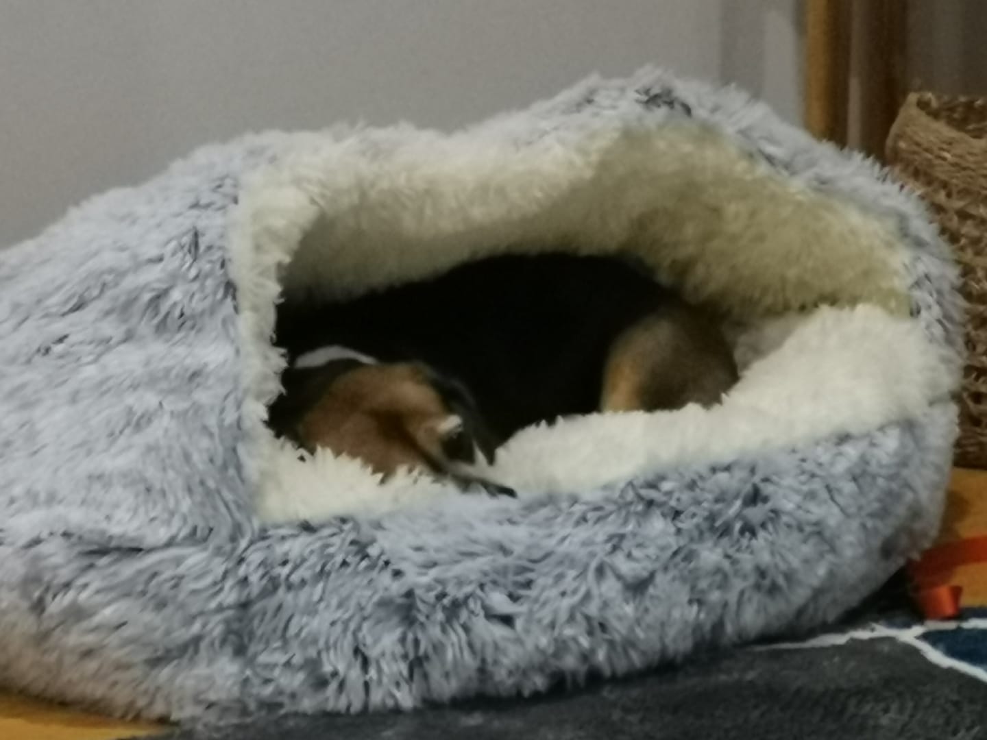 Customer photo review of Snuggle Cave