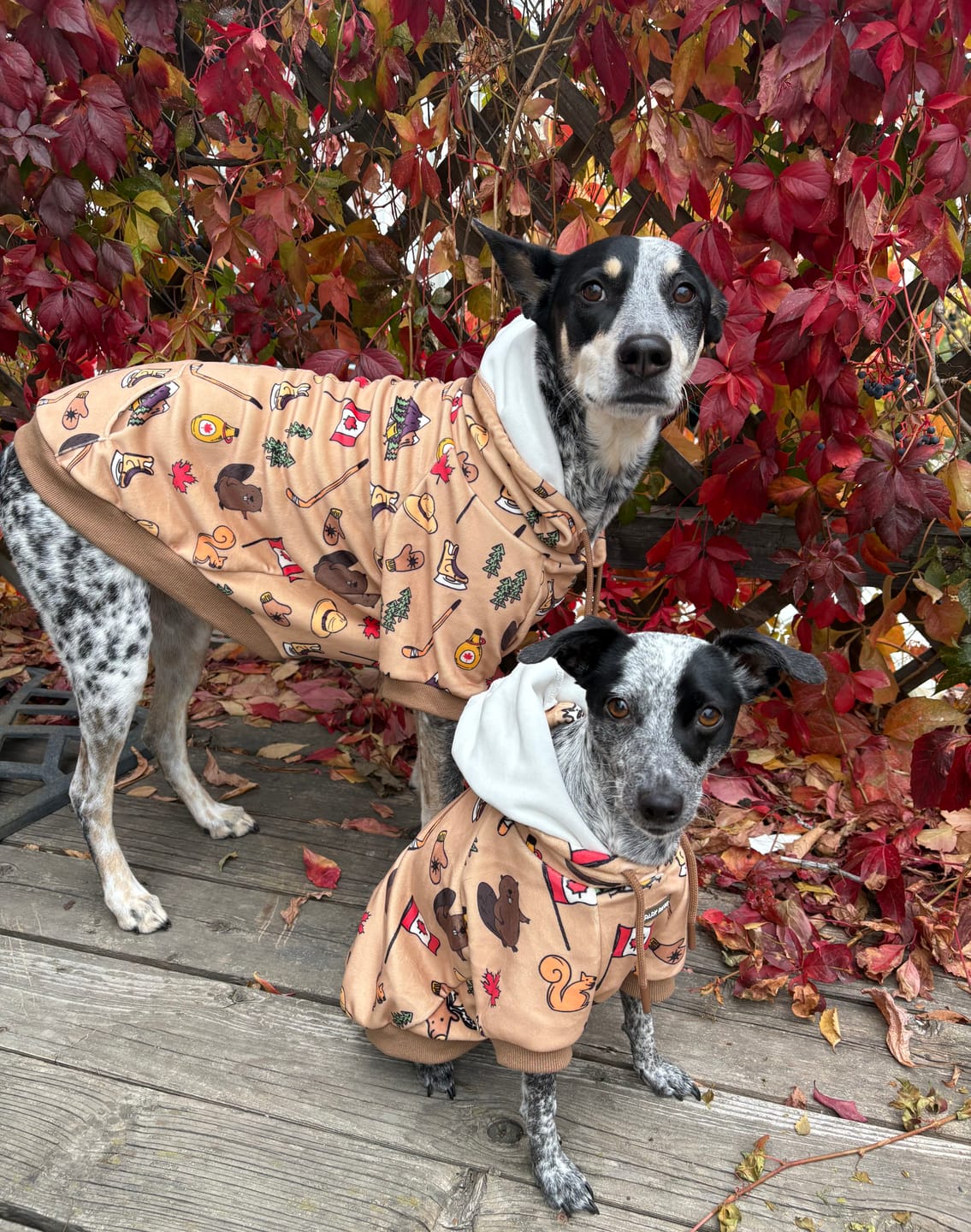 Customer photo review of Canada Dog Hoodie