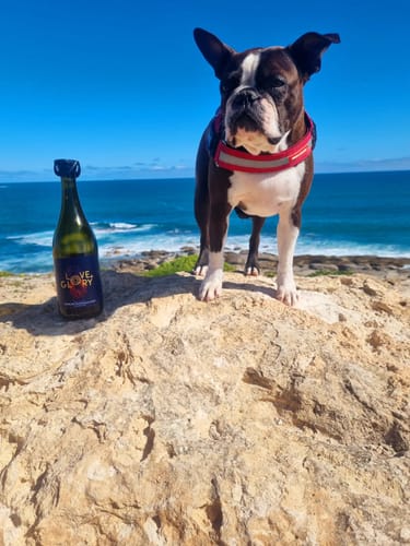 Customer photo review of Mixed Sparkling Wine Case