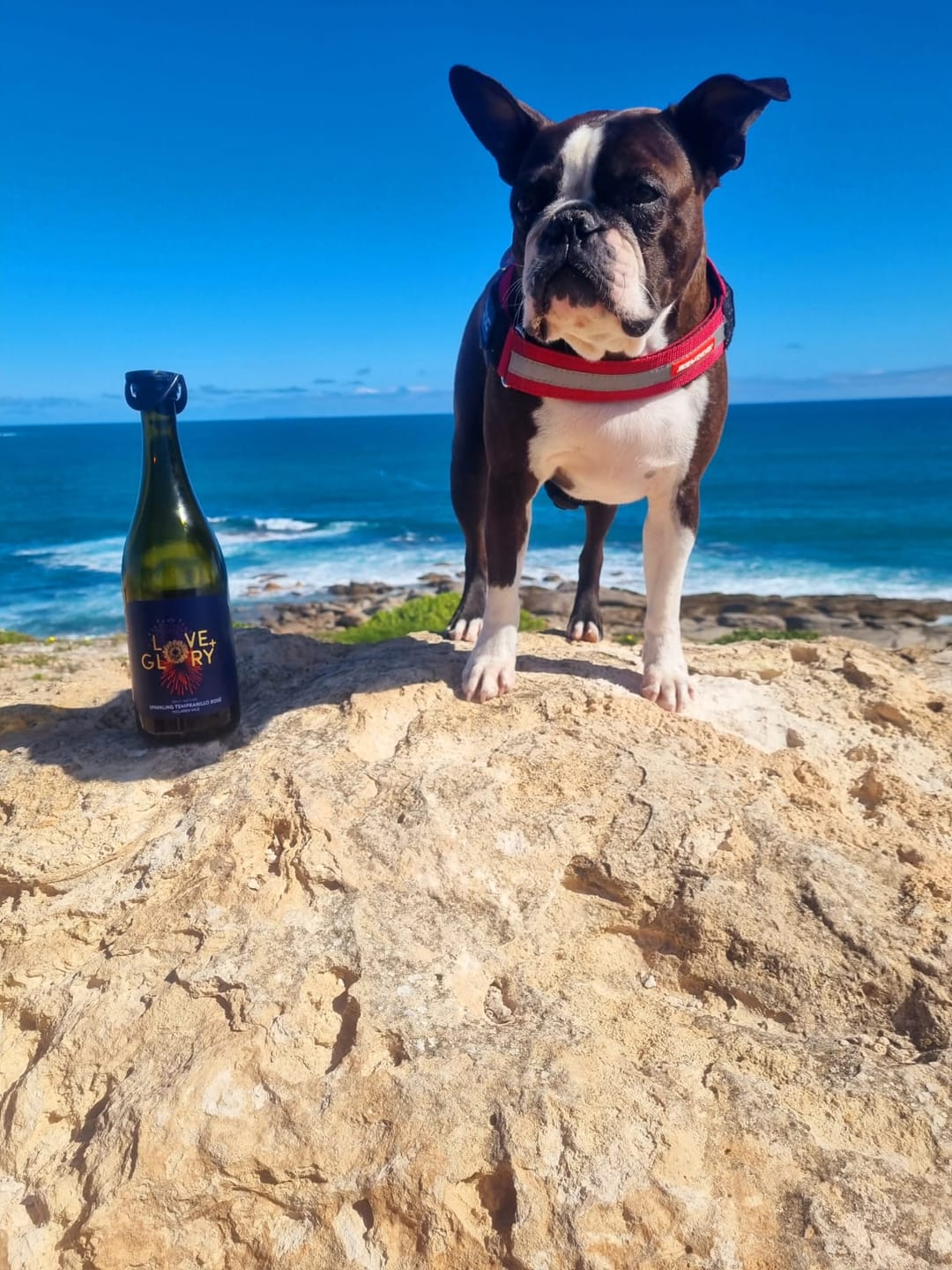 Customer photo review of Mixed Sparkling Wine Case