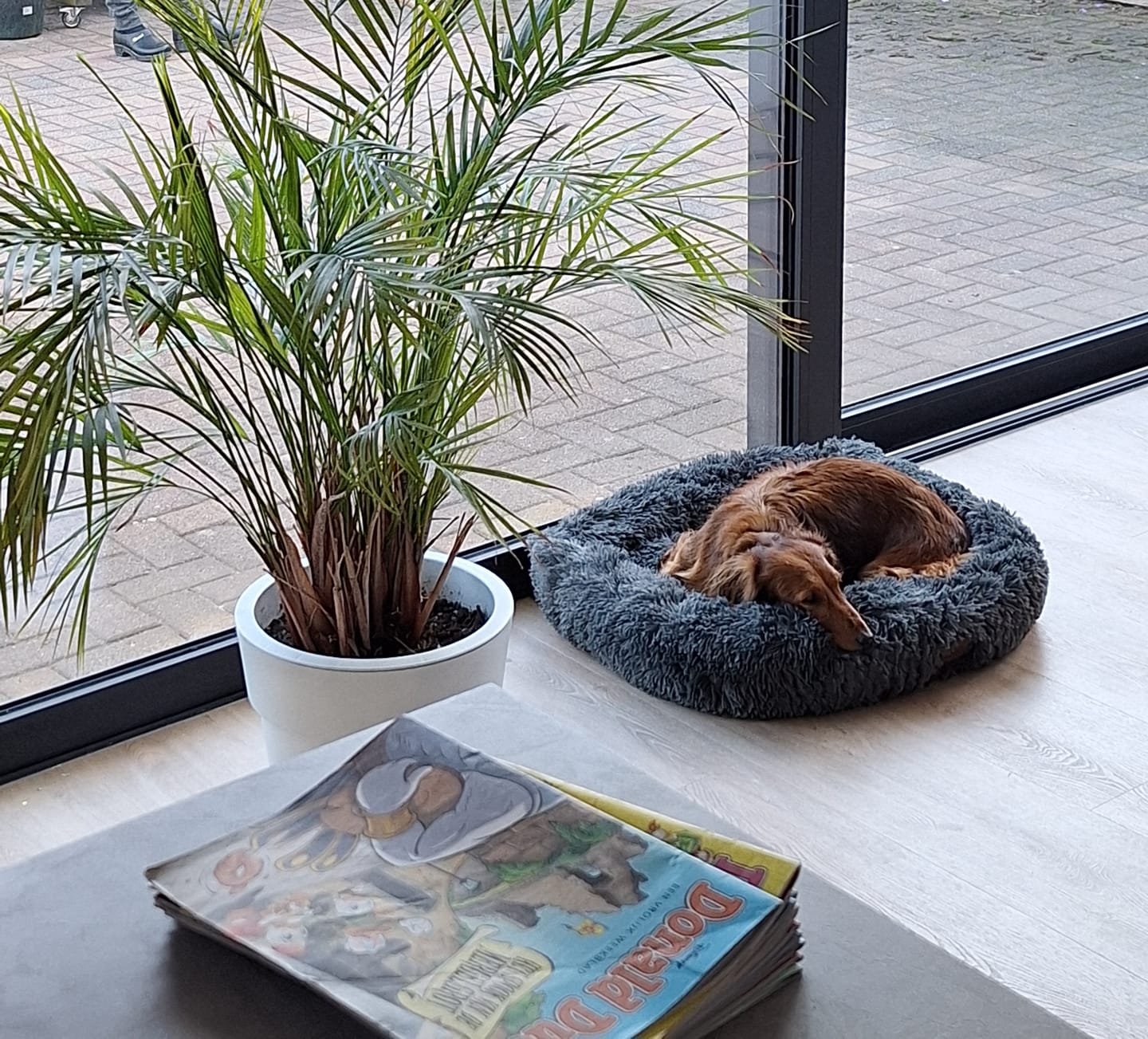 Customer photo review of Pet Perfect Fluffy Autostoel Hond (2-in-1) - Hondenmand Auto - Orthopedisch