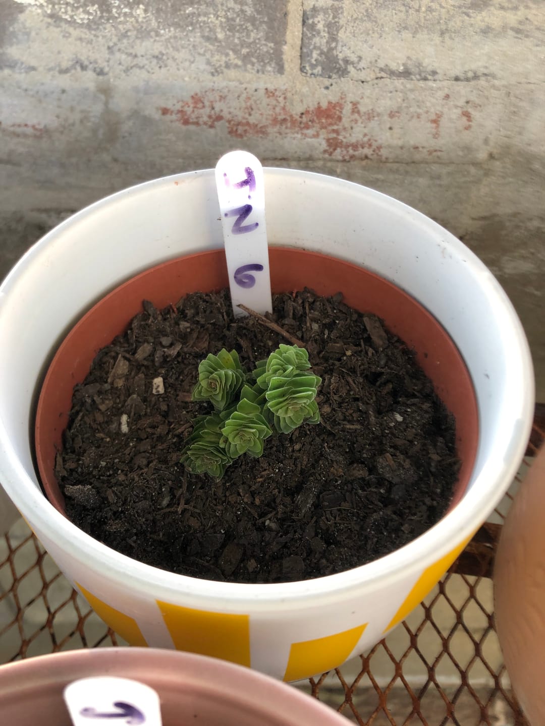 Customer photo review of Crassula 'Estagonal'