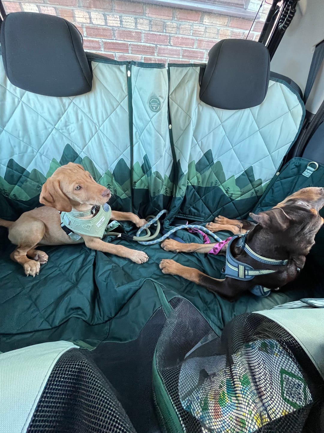 Customer photo review of Car Seat Cover - Walkies Ready® Forest Green
