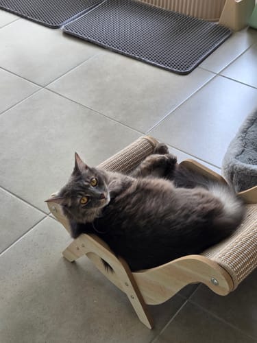 Customer photo review of Sisal Lounge Chair for Cats – Scratcher & Sofa in One