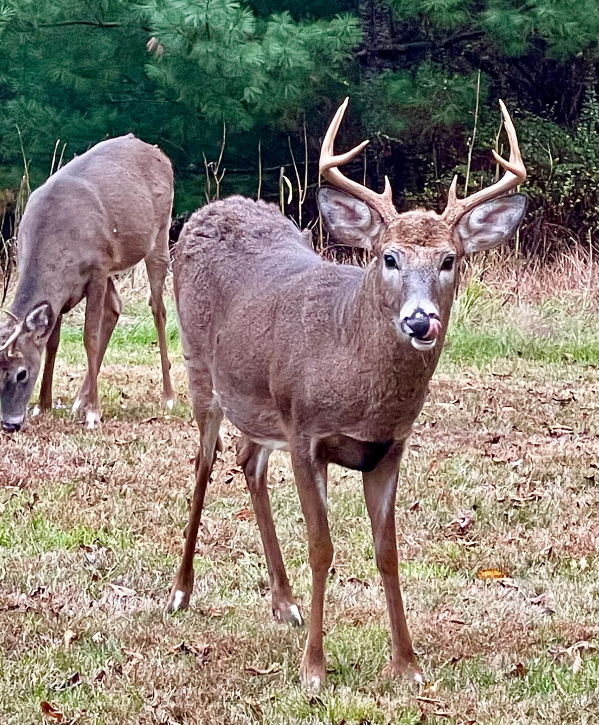 Customer photo review of GardePro A60 Non-Cellular Trail Camera