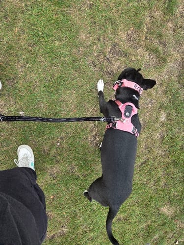 Customer photo review of HONEYCOMB® All Action Set - Comfort Y Shape Padded Harness & Dual Swivel Lead- Built for Bully Breeds & Large Dogs