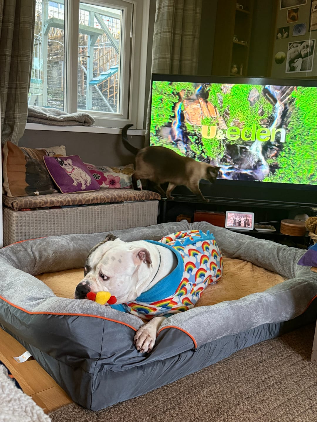 Customer photo review of 3XL Jumbo Orthopedic Dog Bed – Ultimate Comfort Foam Mat with Bolster & Removable Cover for Large Breeds