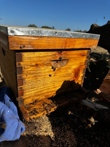 Customer photo review of BeeCastle Logo Free 8 Frame Wax Dipped 2 Layer Beehive Kit:1 Deep Brood Bee Box and 1 Medium Cedar Wood Box, Includes Pine Wood Frames and 100% Beeswax Plastic Foundation for Optimal Beekeeping Excellence.