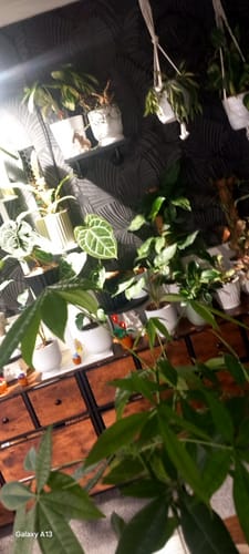 Customer photo review of Pianta 30 Grow Light LED Bulb