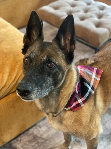 Meredith B. review of Fall Plaid Dog Bandana or Cat Bandana image 1 out of 1