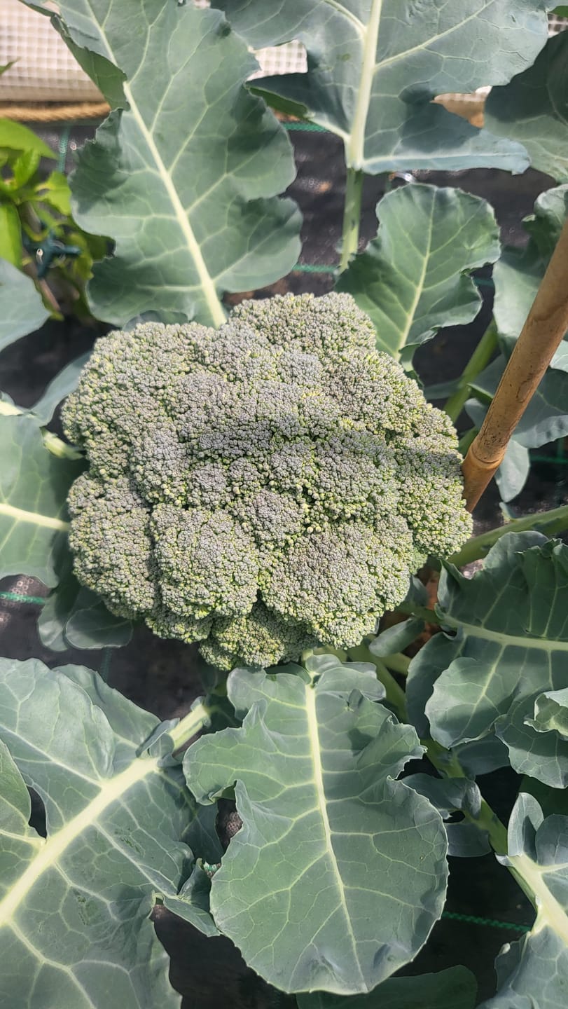 Customer photo review of Brokkoli ‘Ramosco Calabrese‘