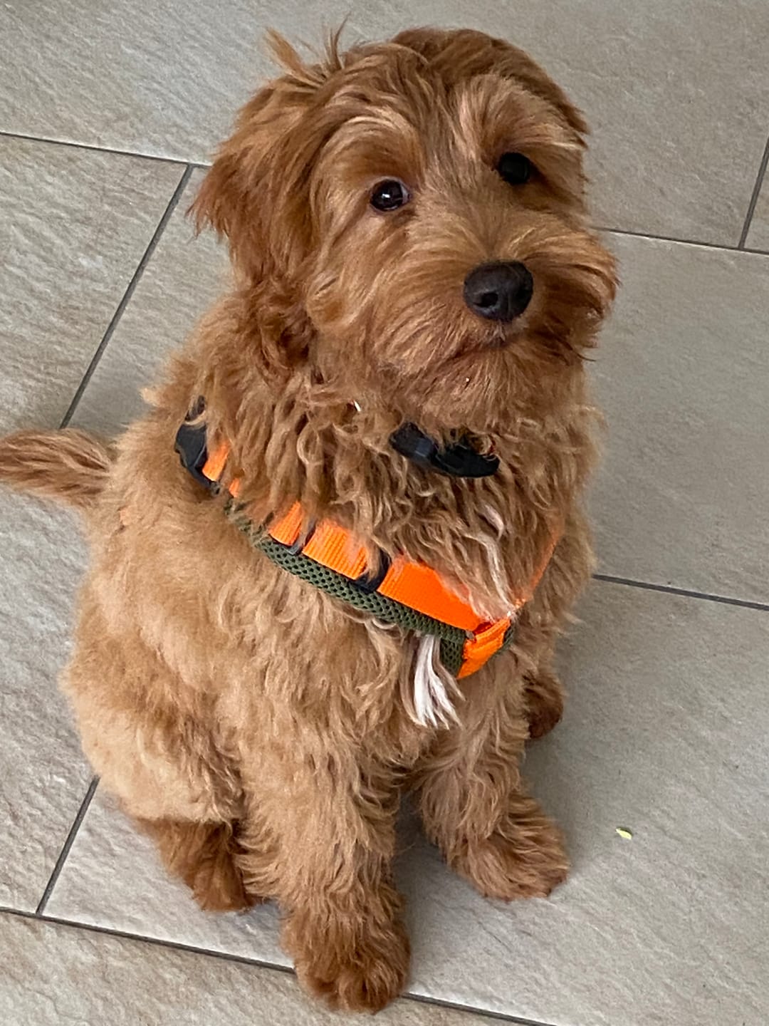 Customer photo review of Y-Comfort Hundegeschirr – Magnetverschluss, verstellbar (Easy-Entrance)