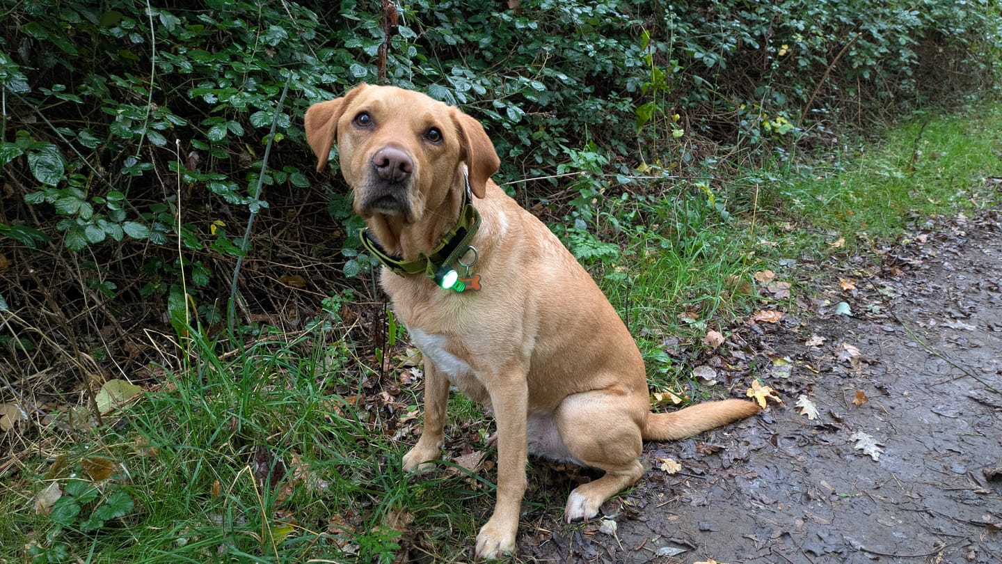 Customer photo review of TrekBright® Dog Safety Light