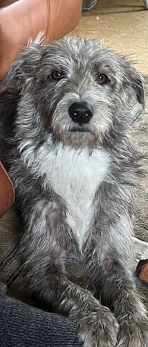 Customer photo review of 12 Inch Thick Bully Stick