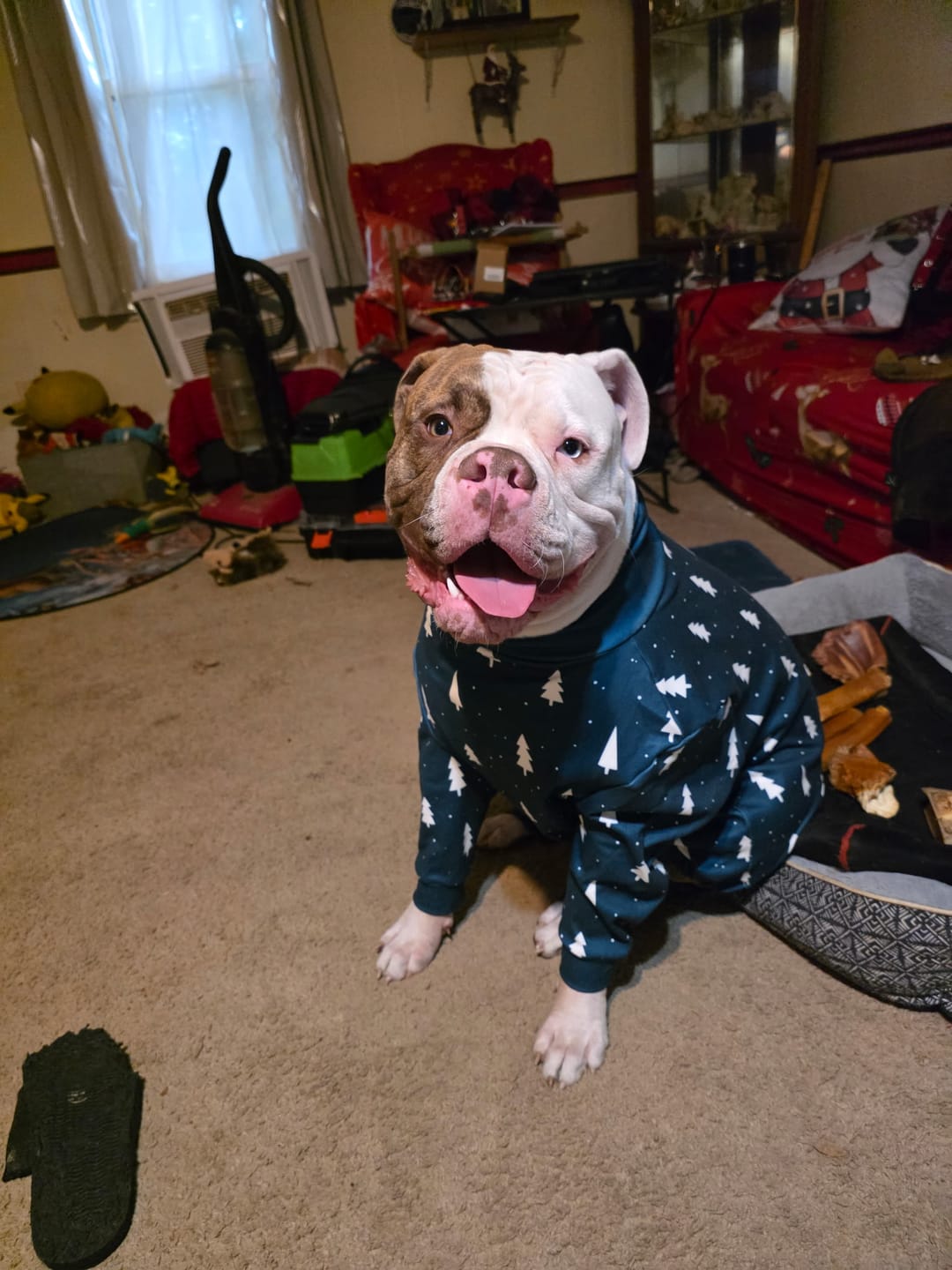 Customer photo review of Dog Christmas Pajama - Frosty Pines
