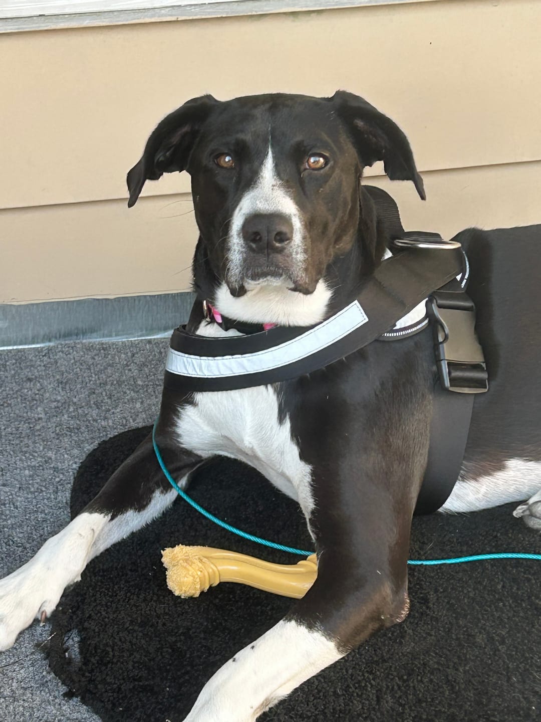 Customer photo review of Stick a Day | Chicken Flavor | Specially Formulated 7-in-1 Functions Daily Real Meat Snacks for Dogs | Healthy Tasty Treat & Pet Vitamins & Supplements Combination (Pack of 28 Sticks)