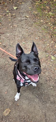 Customer photo review of Bullyion All Action® Dog Collar with Handle Tactical Military Grade 4cm Width