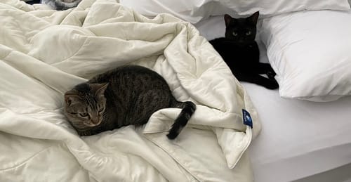 Customer photo review of The Ice Blanket