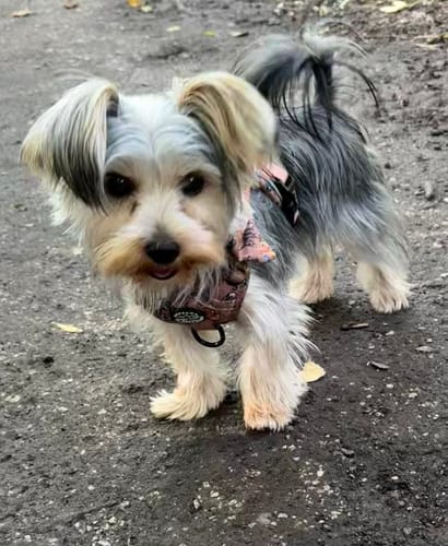 Customer photo review of Disney© Tough Trails™ Harness - Disney Dogs