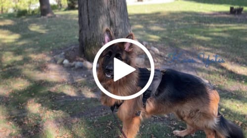 Customer video review of Classic Heavy-Duty Tactical No-Pull Team K9™ Dog Harness With Front & Back D-Rings, Quick-Release Metal-Buckles, Hook & Loop Panels, & Top Handle