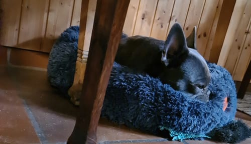 Customer photo review of Puppery Hundebett Wolke 7 - Das Original