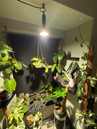 Customer photo review of Pianta Grow Light and Enna Plug-in Ceiling Pendant Bundle