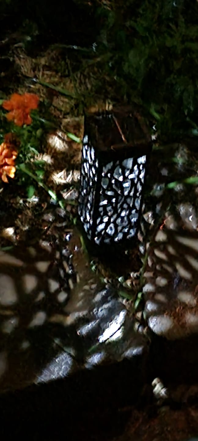 Customer photo review of SolaGarden™ Pattern Light Pack