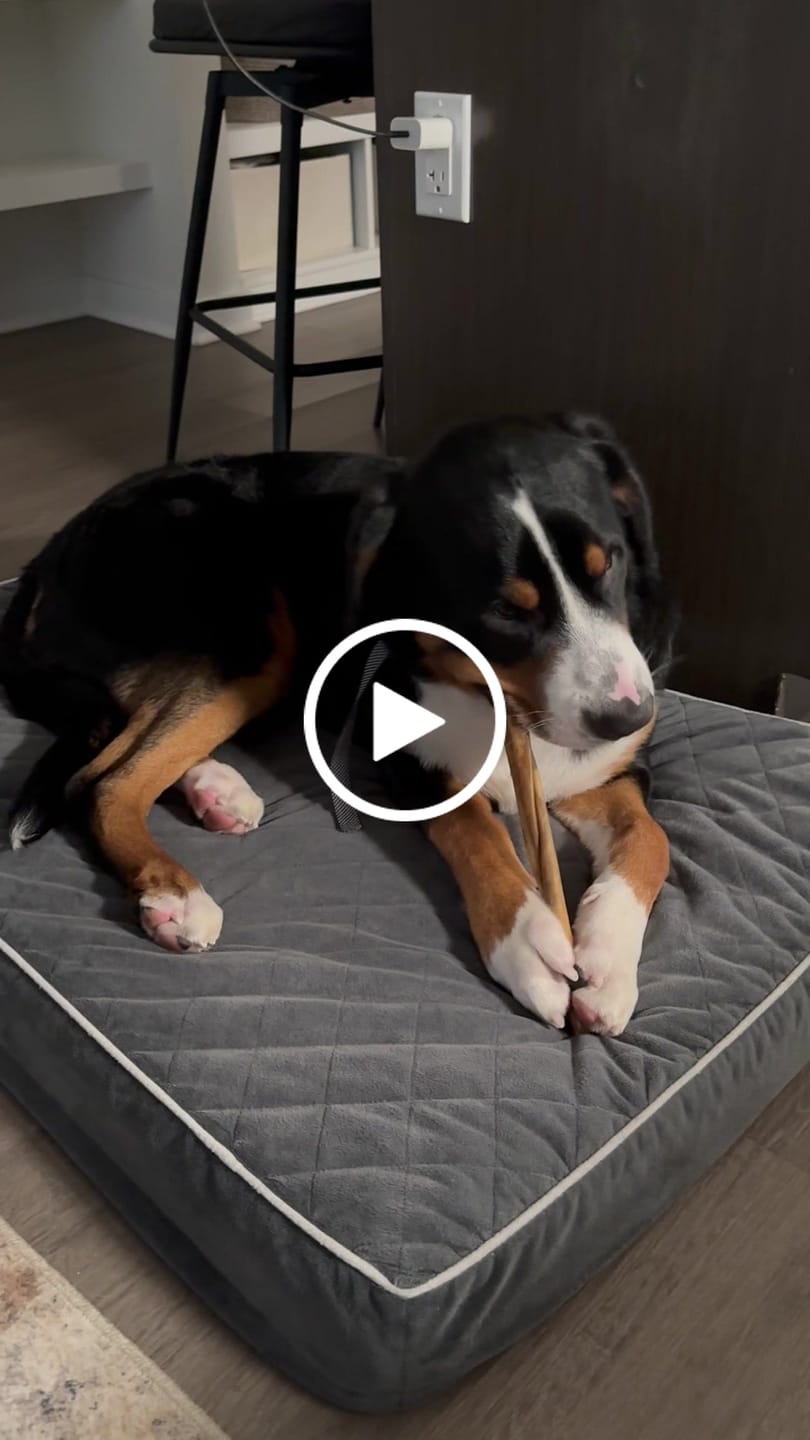 Customer video review of 12-Inch Beef Collagen Sticks