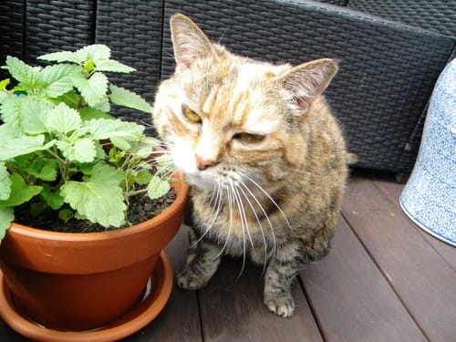 Customer photo review of Fit Litter