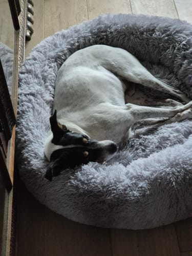 Customer photo review of Puppery Hundebett Wolke 7 - Das Original