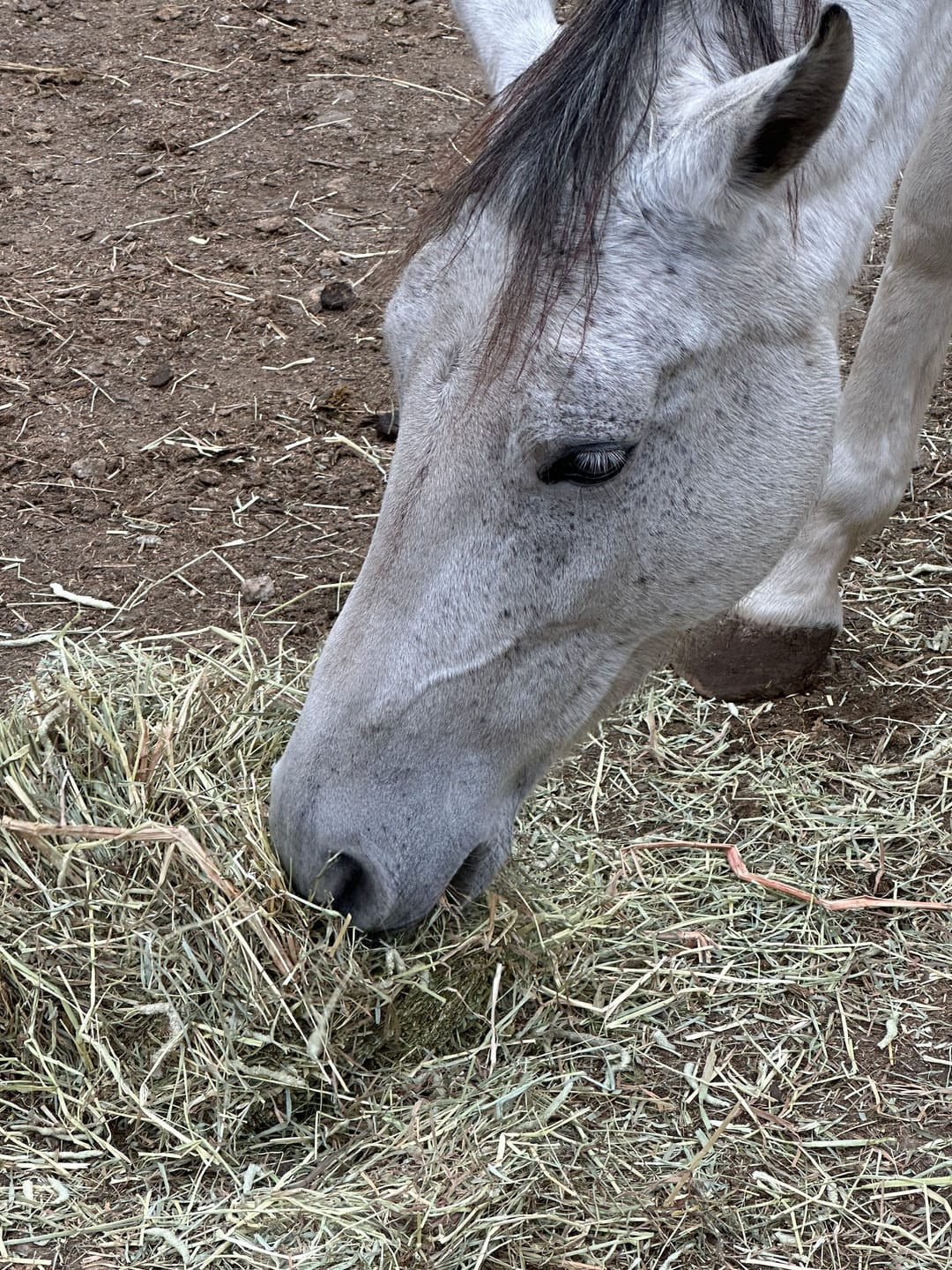 Customer photo review of 1st Cutting Timothy Orchard (Click here for Qty Discount) Grass Hay (Buy More - Save More)(Includes delivery too!)