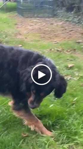 Customer video review of Collier Anti Aboiement PuppySafe