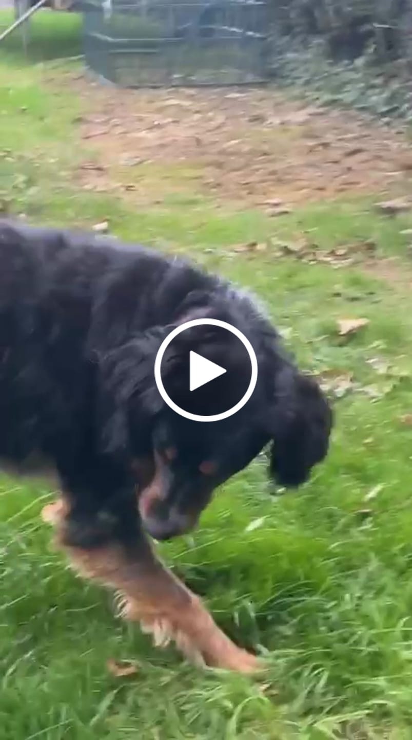 Customer video review of Collier Anti Aboiement PuppySafe