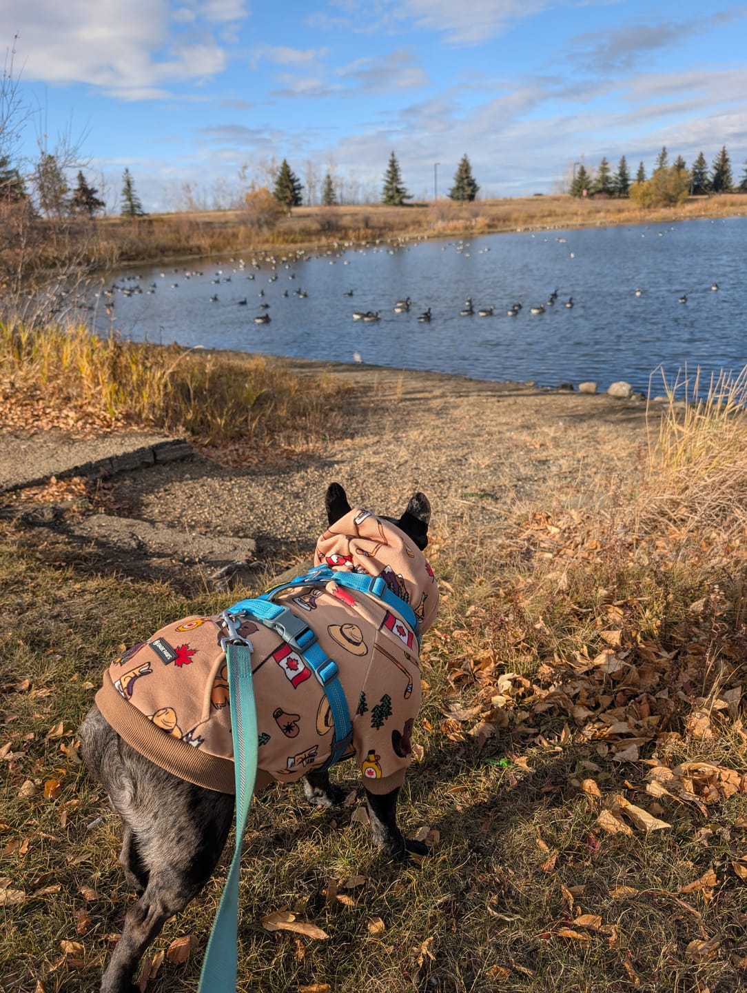 Customer photo review of Canada Dog Hoodie