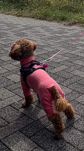 Customer photo review of FunFunPet 高機能ハーネス（お名前タグ作成サービス付き）