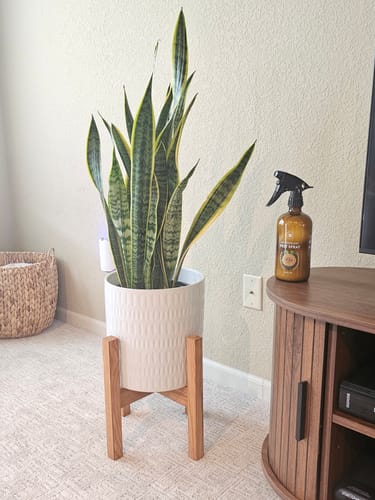 Customer photo review of Houseplant Pest Spray
