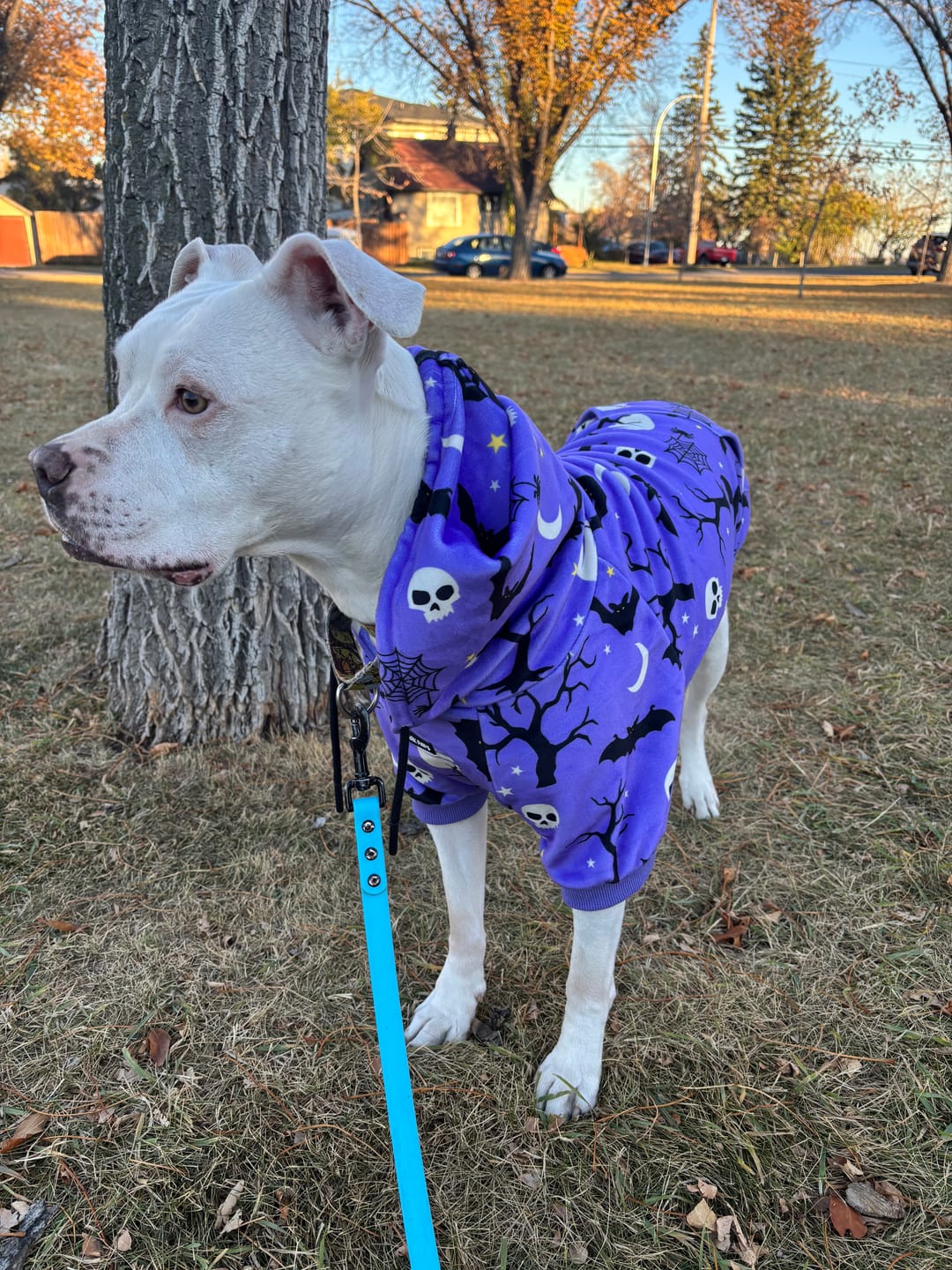 Customer photo review of Halloween Dog Hoodies (Limited Edition)