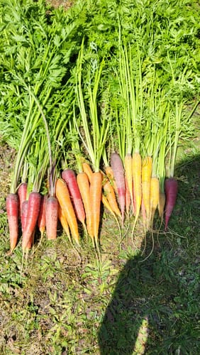 Customer photo review of Bunte Möhrenmischung