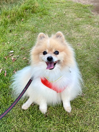 Customer photo review of FunFunPet 高機能ハーネス（お名前タグ作成サービス付き）