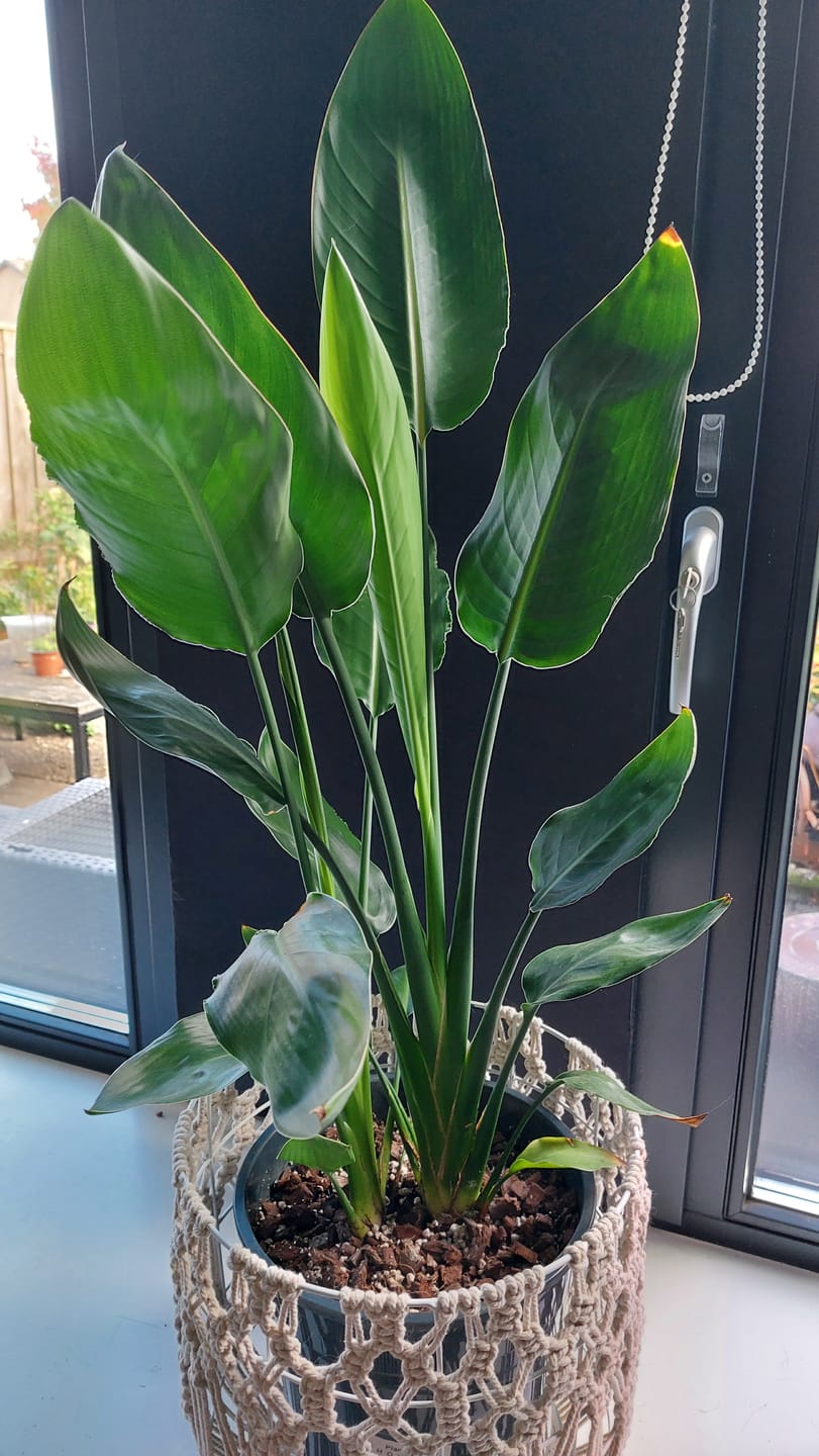 Customer photo review of Calathea & Maranta Mix