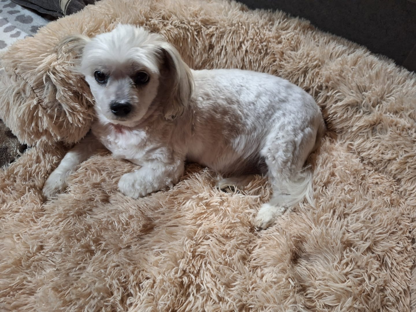 Customer photo review of Pet Perfect Fluffy Hondendeken Bank - Bankbeschermer - Wasbaar