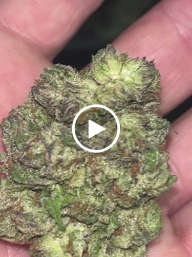 Customer video review of Gorilla Glue THCA Flower
