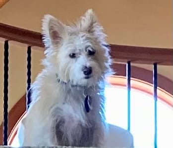 Customer photo review of Bark-Less Bites