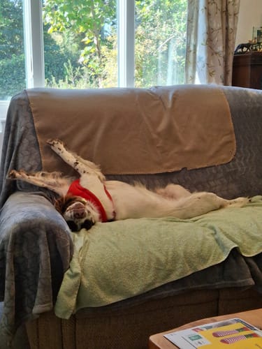 Customer photo review of Rycarfa Flavoured Tablets for Dogs 50mg