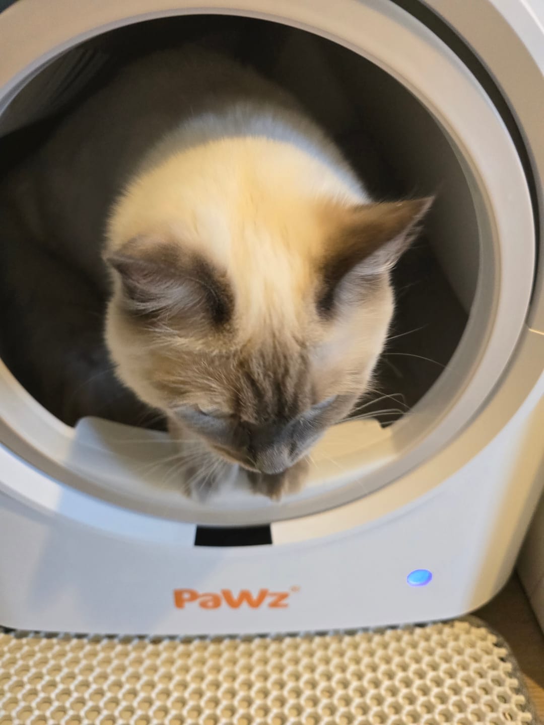 Customer photo review of AutoClean Pro Automatic Self Cleaning Cat Litter Box